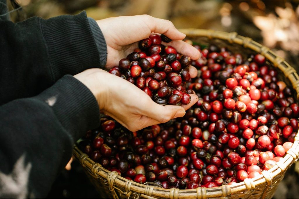 Growing Coffee Conditions and Cultivation