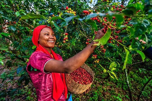 Harvesting organice coffee beans
