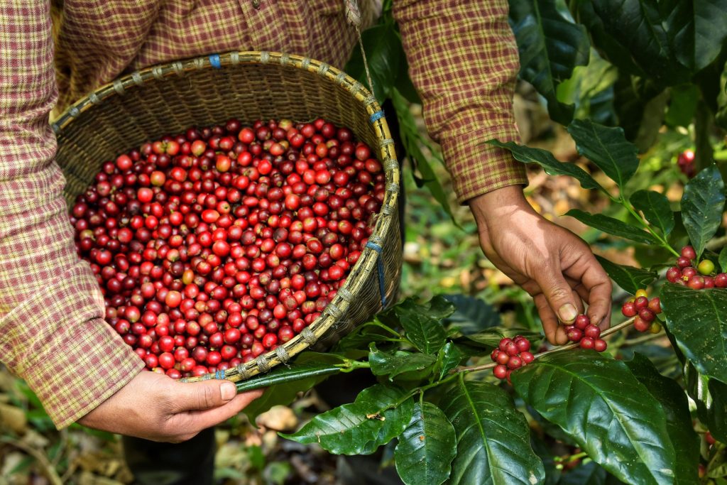 Coffee beans before roasting Coffee beans before roasting